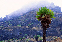 Giant lobelias {Lobelia keniensis} on Mount Kenya Kenya