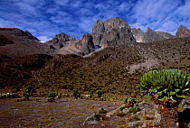Giant lobelias {Lobelia keniensis} on Mount Kenya Kenya