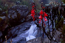 {Gladiolus watsonioides} in flower beside stream Mount Kenya Kenya