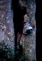 African grey parrot in nesting hole {Psittacus erithacus} Epulu Ituri RR Dem Rep Congo