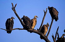 Indian white backed vulture adult + juv birds {Gyps bengalensis} Thar desert, India