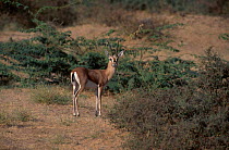 Indian gazelle (Chinkara) {Gazella bennetti} Thar desert Rajasthan India