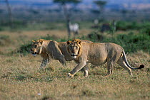 Two young male African lions (3-yrs-old) {Panthera leo} Masai Mara NR Kenya