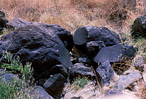 Leopard female (Shadow) in rock crevice {Panthera pardus} Masai Mara NR Kenya Big Cat Diary