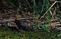 Water rail {Rallus aquaticus} Adult carries chick Spain.
