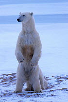 Polar bear standing upright cub behind {Ursus maritimus} Hudson Bay Canada