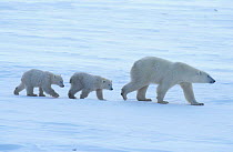 Polar bear cubs following mother {Ursus maritimus} Hudson Bay Canada