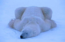 Polar bear resting in snow {Ursus maritimus} Hudson Bay Canada