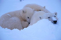 Polar bear cubs resting in snow {Ursus maritimus} Hudson Bay Canada