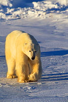 Polar bear walking {Ursus maritimus} Hudson Bay Canada