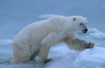 Polar bears climbing out of water onto ice {Ursus maritimus} Hudson Bay Canada