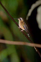 Speckled hummingbird {Adelomyia melanogenys} San Isidro Ecuador