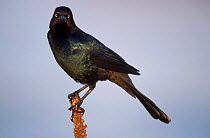 Boat tailed grackle {Cassidix major} on mullien seed head New Jersey USA Forsythe NWR