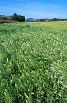 Barley crop {Hordeum vulgare} Flatanger Kommune Norway