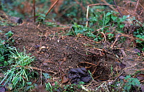 Badger's dung pit / latrine {Meles meles} England