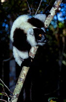 Black and white ruffed lemur {Varecia variegata variegata} Nosy Mangabey Res Madagascar