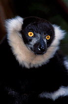 Black and white ruffed lemur {Varecia variegata variegata}. Shaldon zoo UK