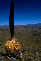Puya bromeliad with flower head {Puya raimondii} Bolivia