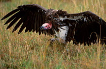 Lappet faced vulture in threat posture {Torgos tracheliotus} Masai Mara Kenya