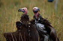 Two Lappet faced vultures {Torgos tracheliotus} Masai Mara Kenya