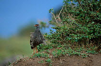 Red-necked spurfowl {Francolinus afer} Masai Mara Kenya
