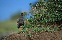 Red-necked spurfowl calling {Francolinus afer} Masai Mara Kenya