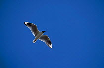 Andean gull flying {Larus serranus} Cotopaxi Ecuador