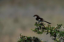 Long tailed fiscal {Lanius cabanisi} on acacia tree Nairobi NP Kenya