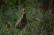 Yellow necked spurfowl {Francolinus leucoscepus} Samburu NP Kenya