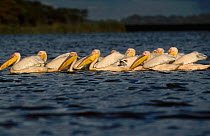 Eastern white pelicans co-operative fishing {Pelecanus onocrotalus} L Naivasha Kenya