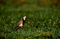 Long toed lapwing / plover {Vanellus crassirostris} Lake Naivasha Kenya