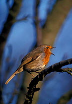 Robin singing {Erithacus rubecula} UK