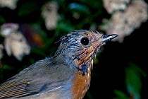Robin moulting head feathers {Erithacus rubecula} UK