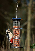 Great spotted woodpecker {Dendrocopus major} at seed feeder. UK