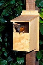 Robin at nestbox {Erithacus rubecula} Hampshire UK