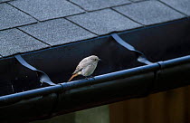 Black redstart juvenile on roof {Phoenicurus ochruros} France