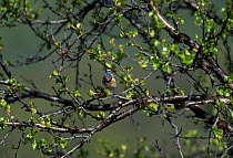 Bluethroat male displaying in birch tree {Erithacus svecicus} Nesseby Norway