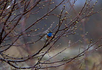 Bluethroat male in birch tree {Erithacus svecicus} Nesseby Norway