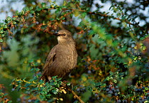 Common starling juvenile {Sturnus vulgaris} in {Berberis} bush. UK