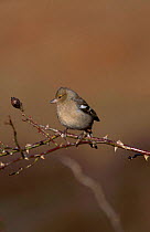 Chaffinch female {Fringilla coelebs} Wales UK