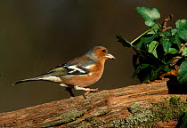 Chaffinch male {Fringilla coelebs} UK
