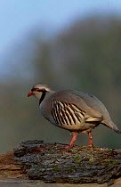 Chukar partridge {Alectoris chukar} UK