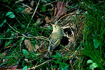 Wood warbler male at nest {Phylloscopus sibilatrix} UK
