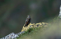 Alpine accentor juvenile {Prunella collaris} Pyrenees France