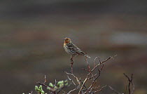 Red throated pipit in breeding plumage {Anthus cervinus} Vadso Norway