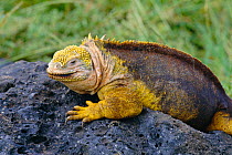 Land iguana {Conolophus subcristatus} Galapagos