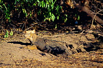 Land iguana {Conolophus subcristatus} Isabella Is, Galapagos