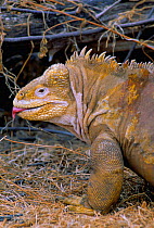 Land iguana showing tongue {Conolophus subcristatus} Isabella Is, Galapagos