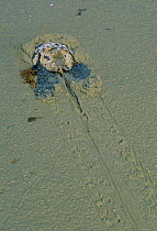 Horseshoe crab crossing sand {Limulus polyphemus} Delaware Bay, New Jersey, USA