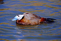 White headed duck, male {Oxyura leucocephala} captive